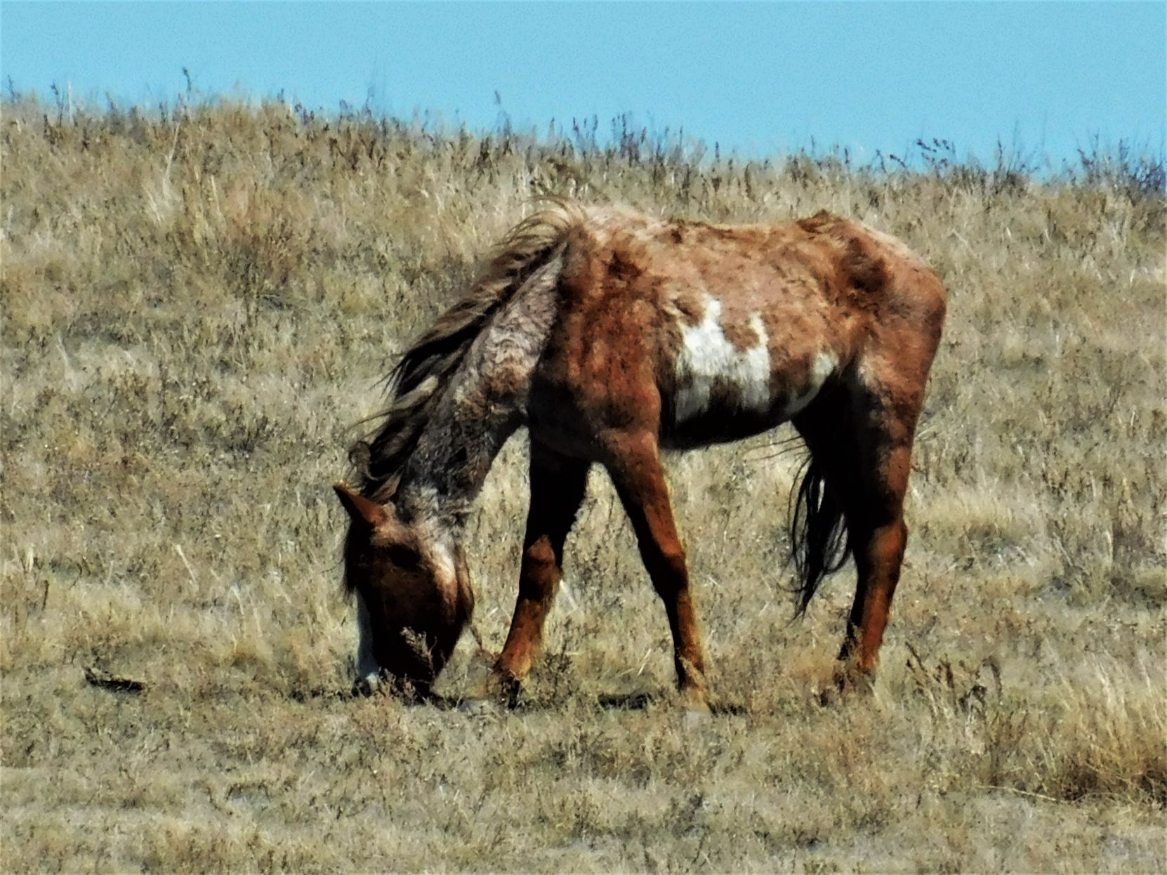 Grazing in the grass